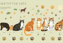 15. The Evolution of Domestic Cat Breeds Over Time