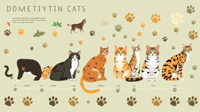 15. The Evolution of Domestic Cat Breeds Over Time